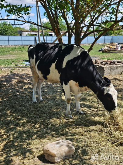 Коровы телята бычки