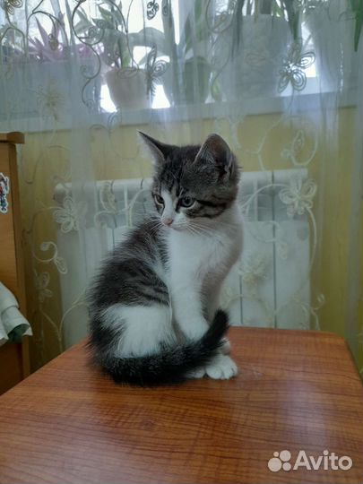 Отдам котенка в добрые руки