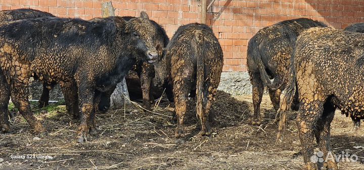 Бычки абердины ангусы