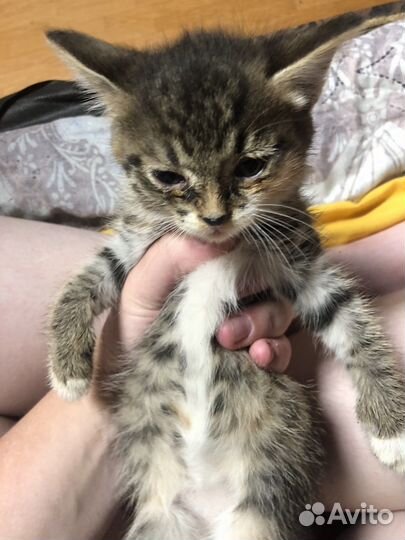 Кошечки девочки
