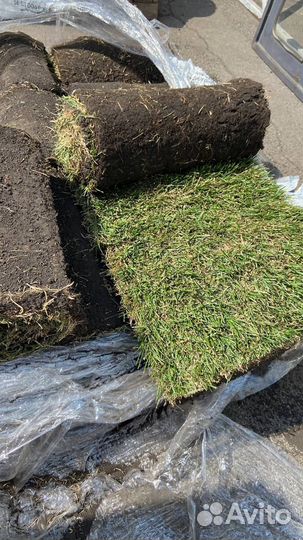 Рулонный газон 