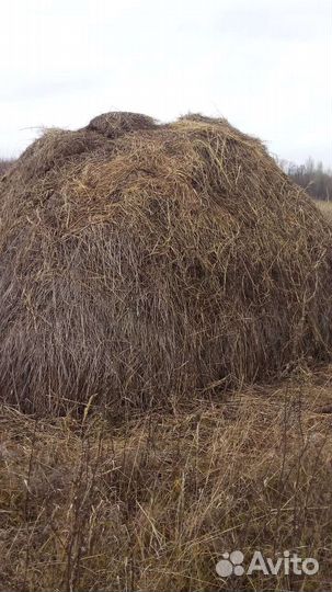 Сено луговое