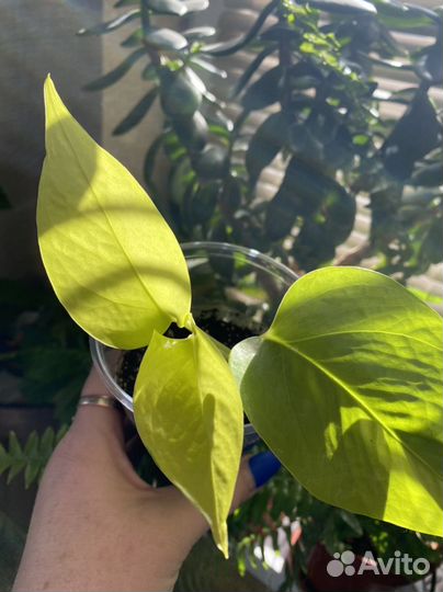 Сциндапсусы сортовые, неон и золотистый