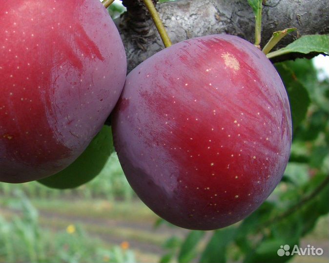 Саженцы Слива Лиловый гигант