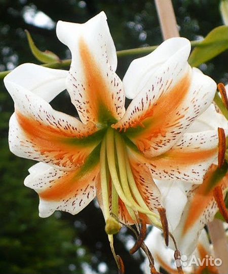 Лилия Мартагон Арабион Найт и другие