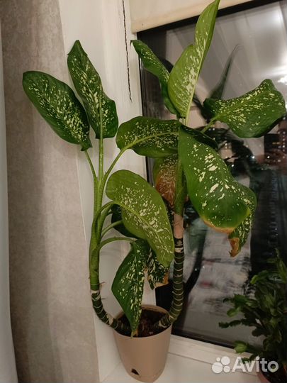 Диффенбахия