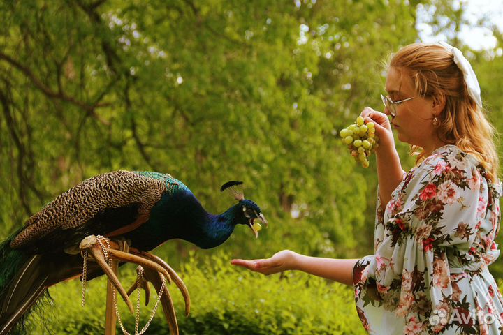 Фотосессия