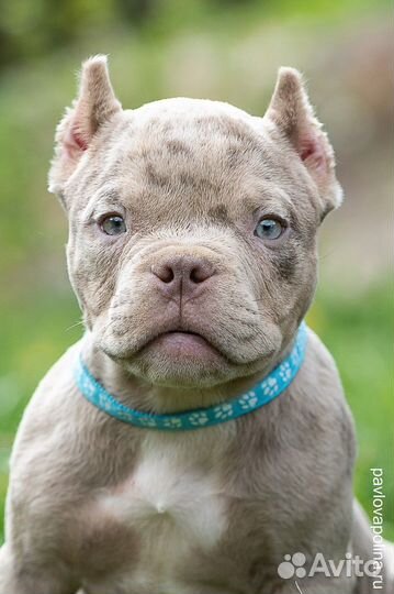 Американский булли