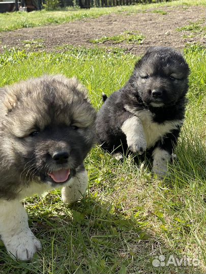 Кавказская овчарка продажа щенков