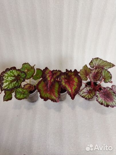 Бегония декоративно лиственная