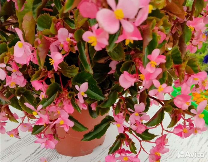 Бегония, традесанции