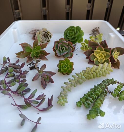 Редкие суккуленты