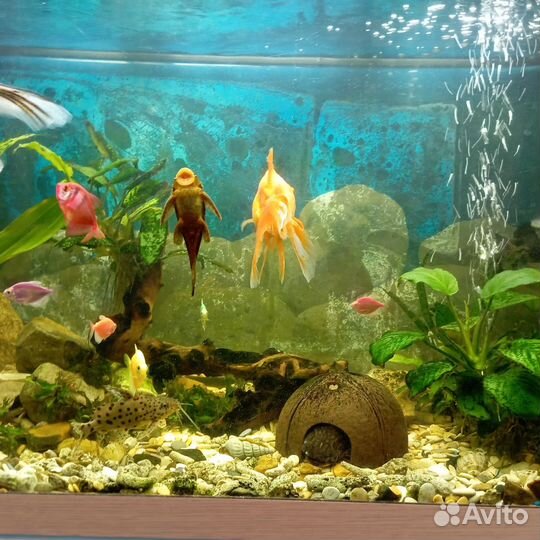 Аквариум с рыбками бу