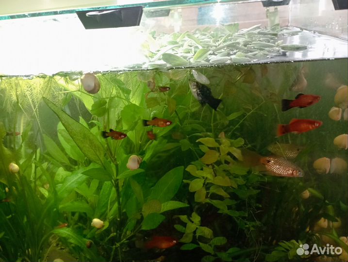 Аквариумные рыбки