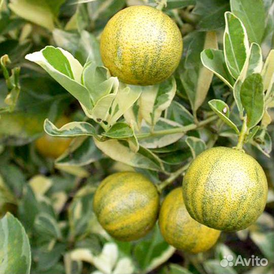 Саженцы цитрусовых, комнатный банан