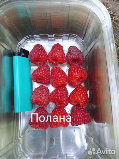 Саженцы малины