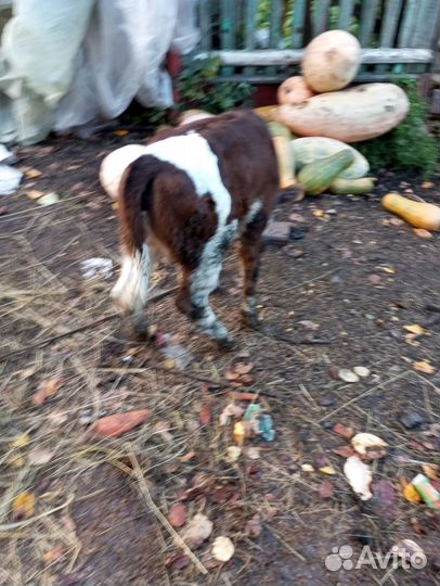 Продам телочку