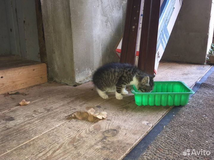 Котенок котик 1,5- 2 мес