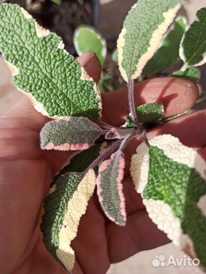 Шалфей Триколор