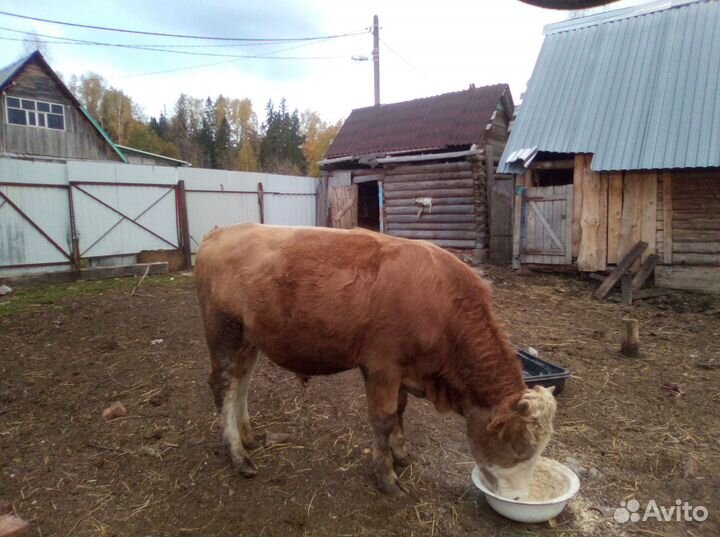 Бык