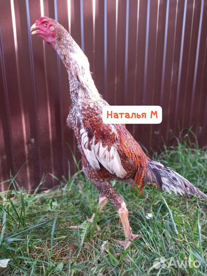 О шамо бойцовские петухи