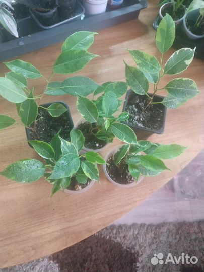 Домашние цветы