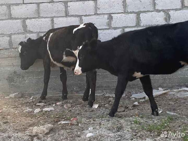 Бычок и теленок