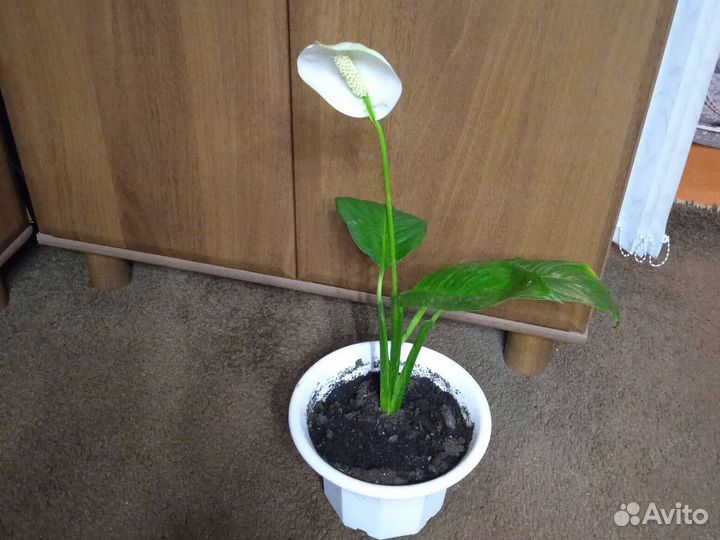 Спатифиллум