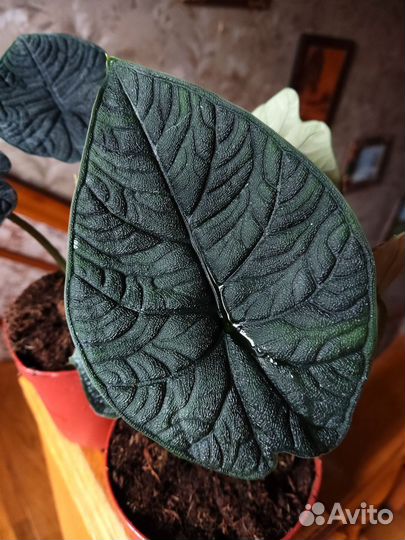 Алоказия мело