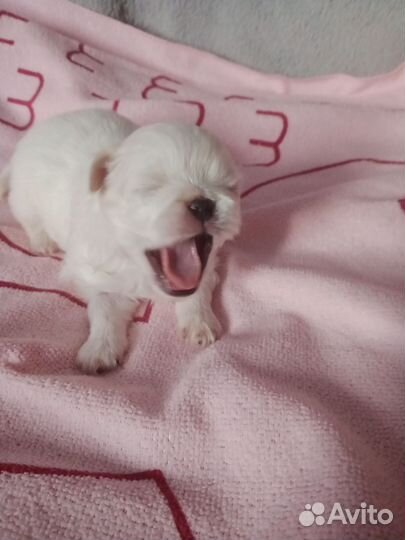 Щенки Пекинеса