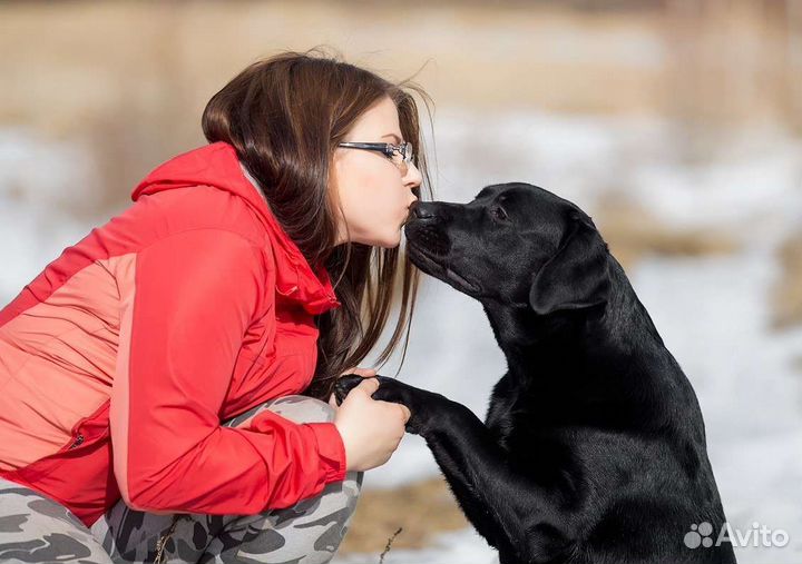 Передержка животных на время отпуска