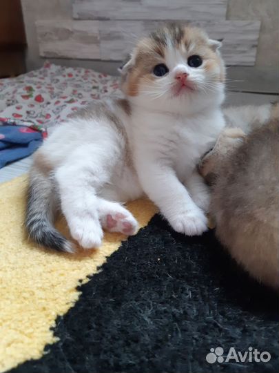 Шотландские котята