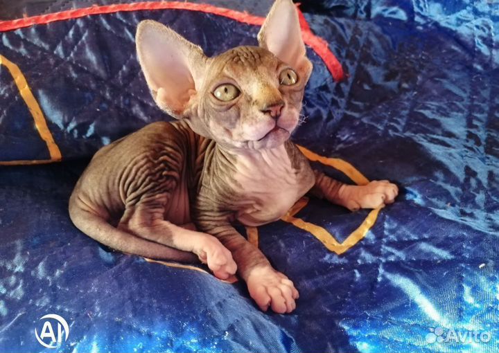 Кошка
