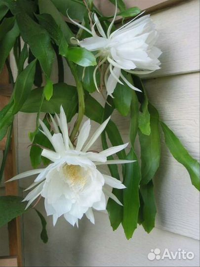 Эуфорбия эпифиллум