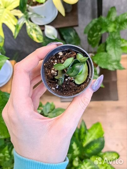 Хойя компакта