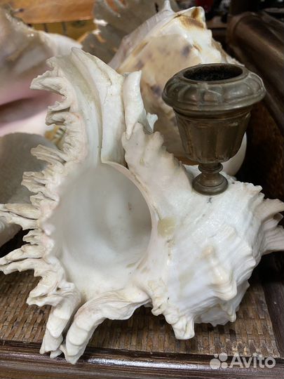 Морские раковины, кораллы