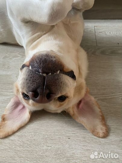 Передержка домашних животных