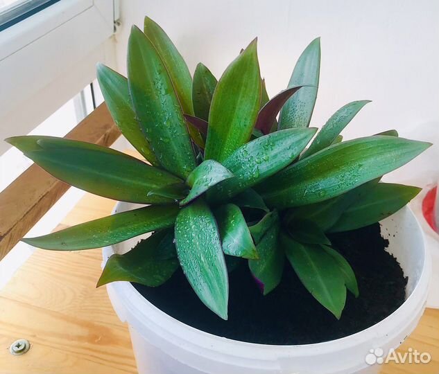 Цветок Сансевиерия