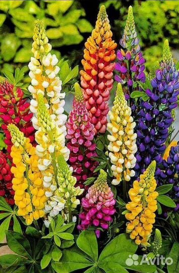 Рассада люпинов