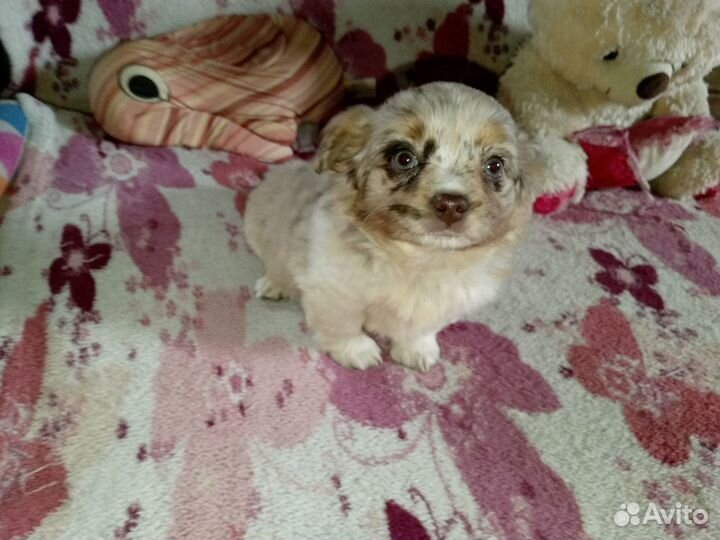 Девочка красотка для ценителей