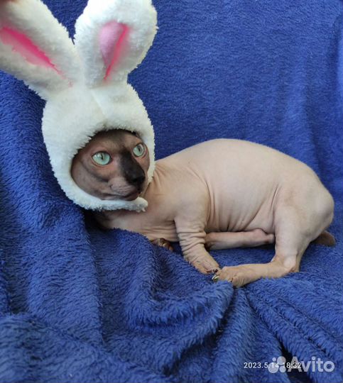 Двэльф эльф канадский сфинкс кот