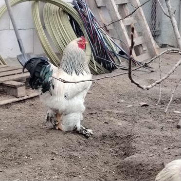 Яйца на инкубацию