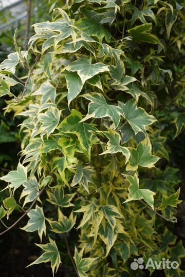 Плющ сортовой пестролистный