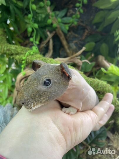 Морская свинка скинни