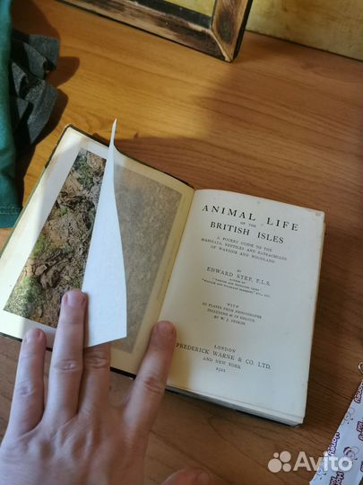 Step, Animal life of British isles