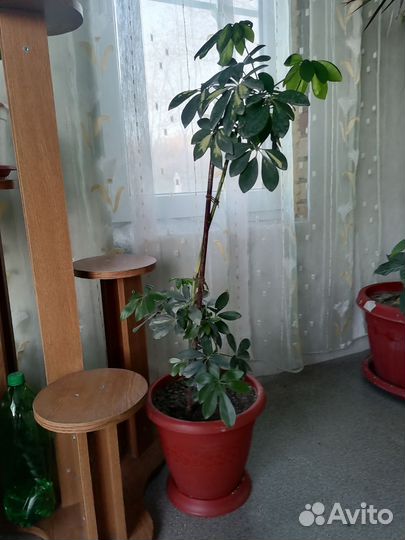 Комнатные растения