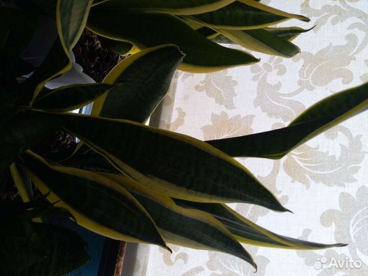 Сансевиерия цветёт и хамаломена