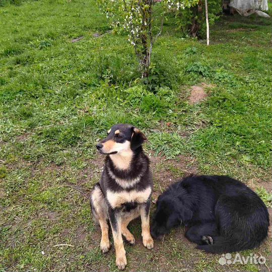 Собаки бесплатно в добрые руки