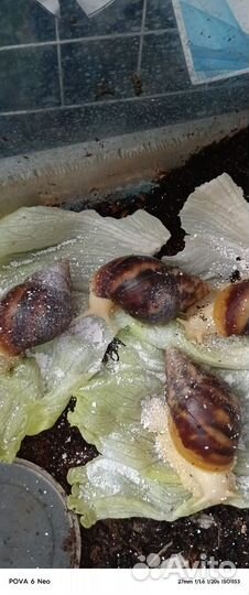 Улитки ахатины с улиткарием