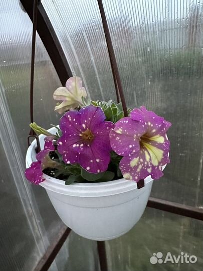 Кашпо петуний хоста колеус